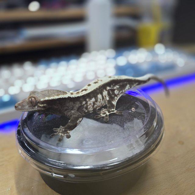 화이트핀 카푸치노