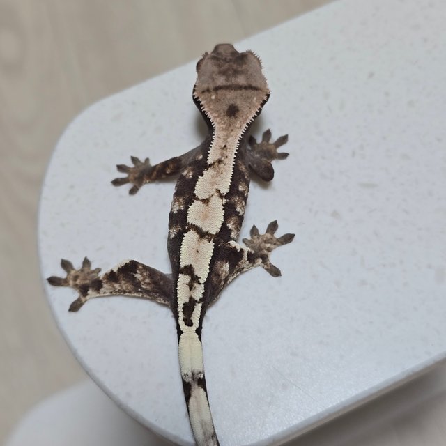 100%헷아잔틱 세이블