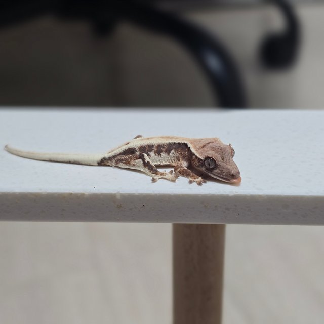 100%헷아잔틱 릴리 세이블