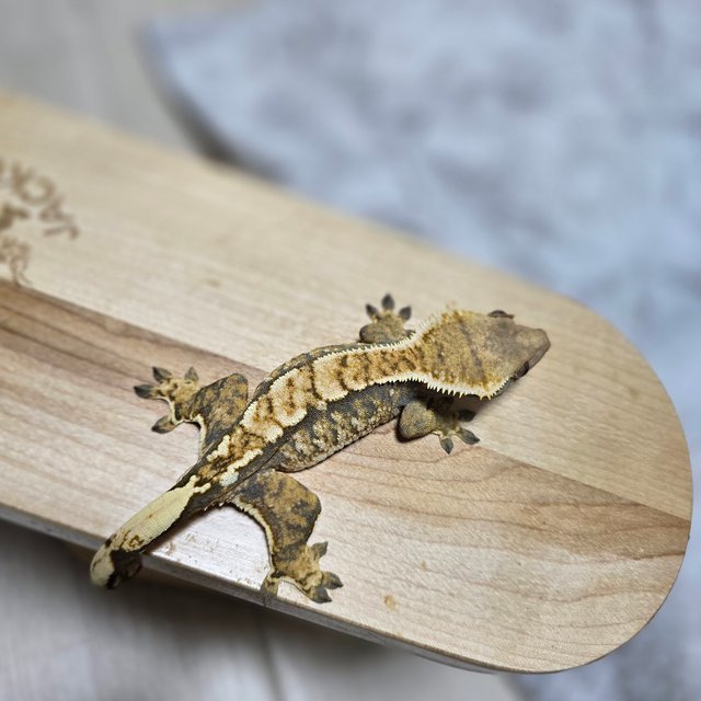 텐저린 트라이 익스트림할리퀸