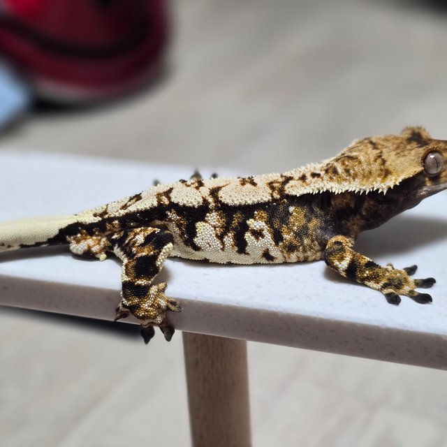 화이트핀 트라이 익스트림할리퀸