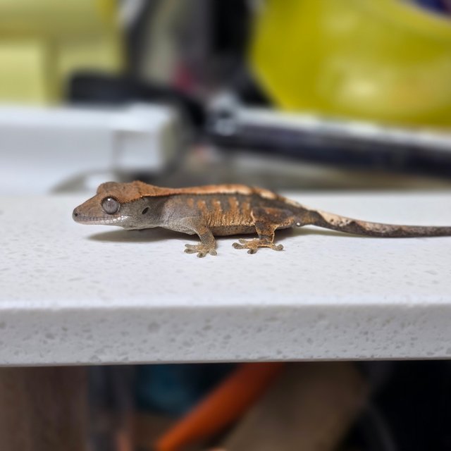 100%헷아잔틱 세이블