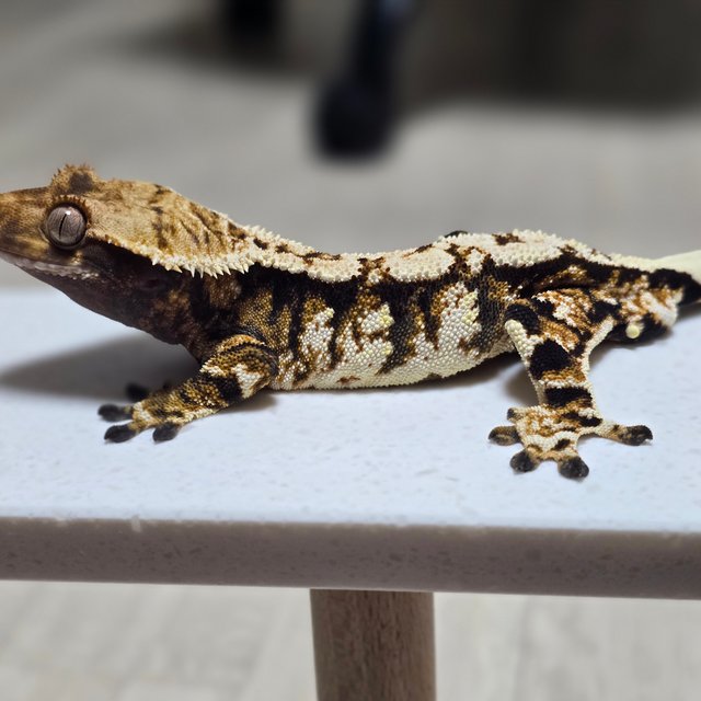 화이트핀 트라이 익스트림할리퀸