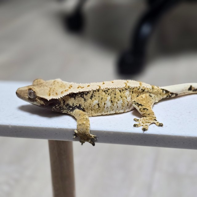 화이트스팟 트라이 익스트림할리퀸