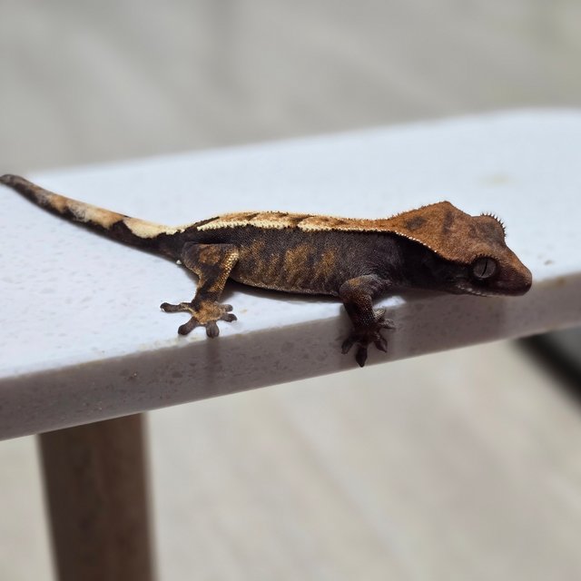 100%헷아잔틱 세이블