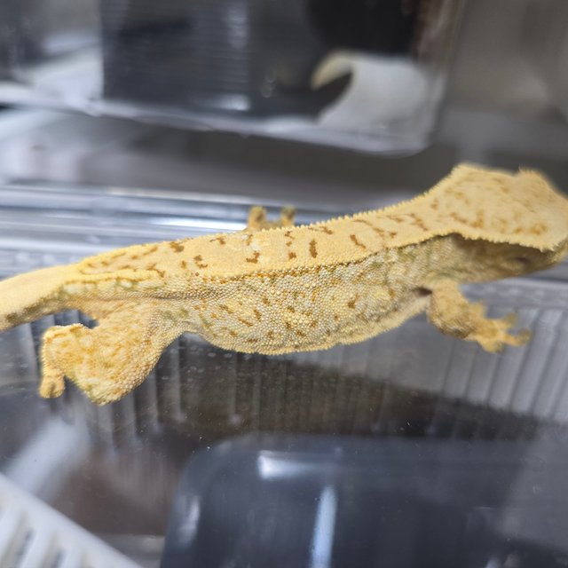 드리피 화이트스팟 트라이 익스트림할리퀸