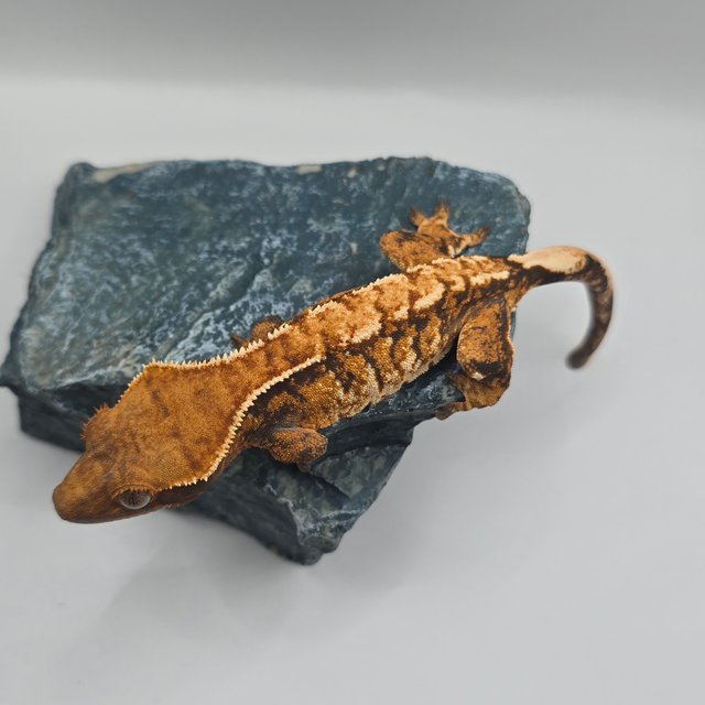 텐저린 트라이 익스트림할리퀸