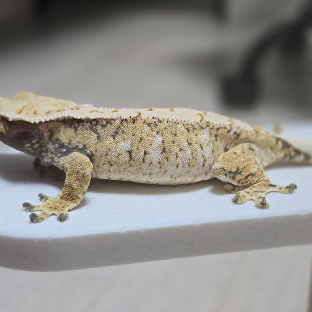 트라이 익스트림할리퀸