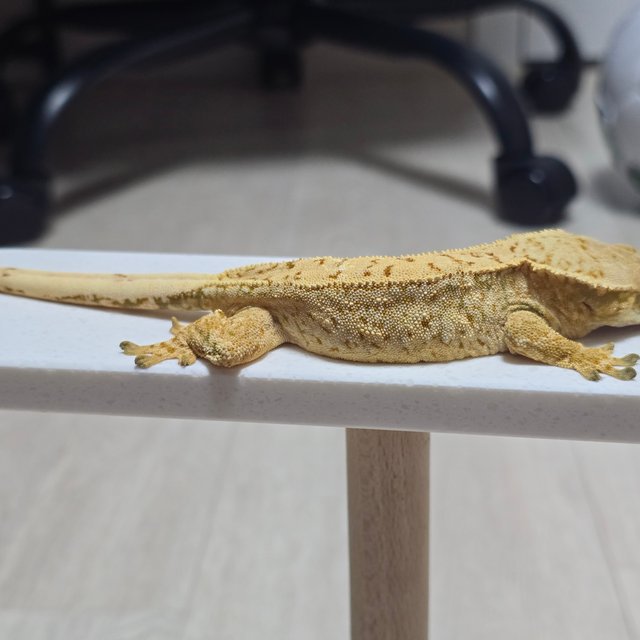 드리피 화이트스팟 트라이 익스트림할리퀸