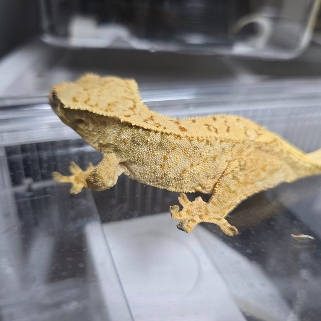 드리피 화이트스팟 트라이 익스트림할리퀸