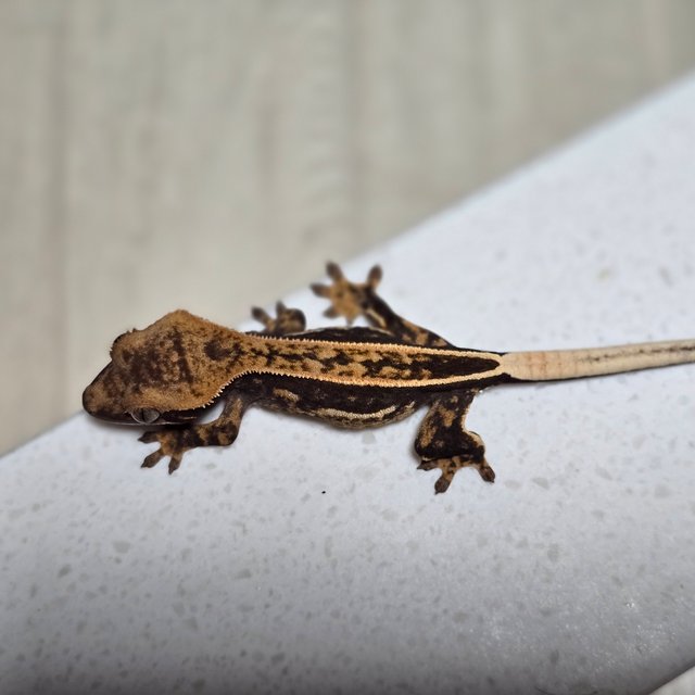 풀핀 100%헷아잔틱 엠티백