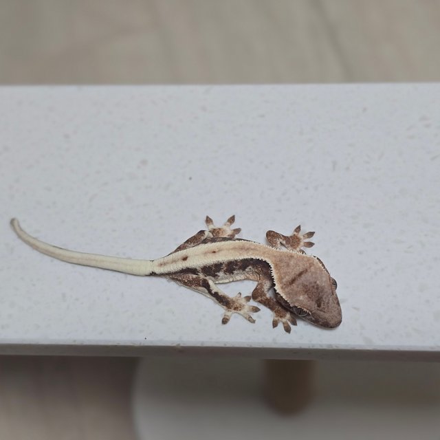 100%헷아잔틱 릴리 세이블