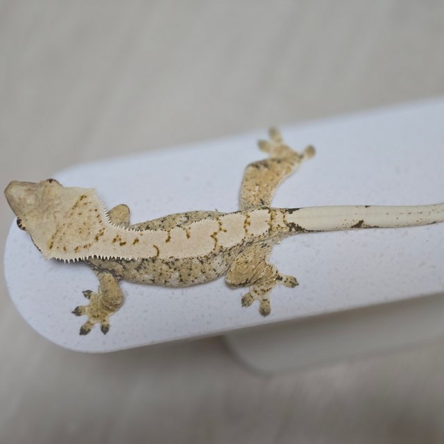 트라이 익스트림할리퀸