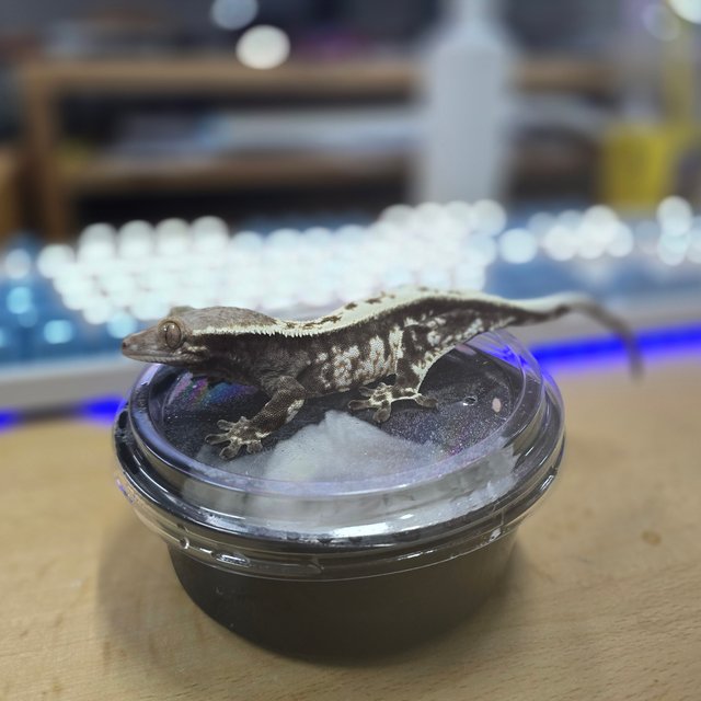 화이트핀 카푸치노