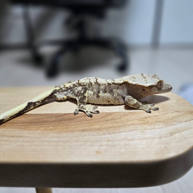 텐저린 트라이 익스트림할리퀸