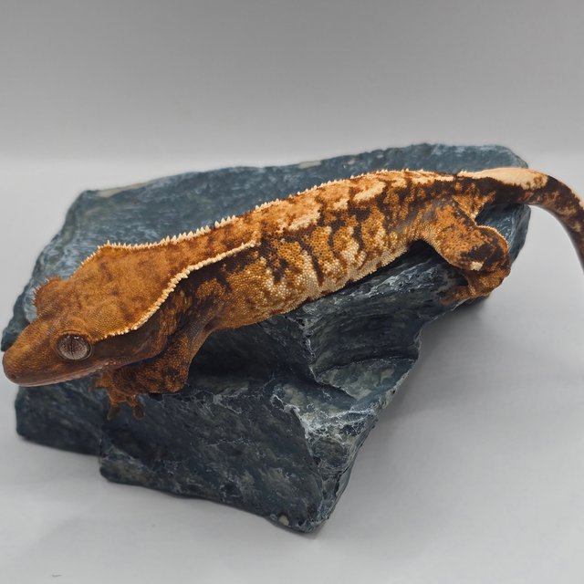 텐저린 트라이 익스트림할리퀸