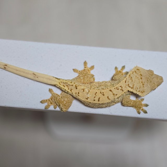 드리피 화이트스팟 트라이 익스트림할리퀸