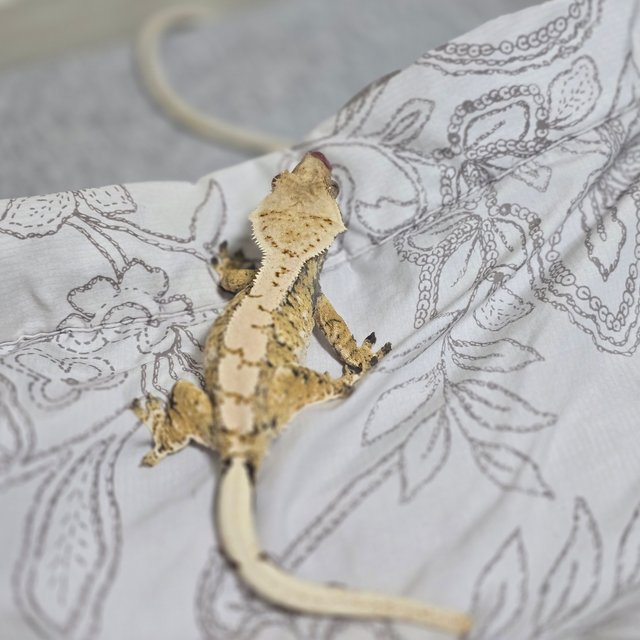 트라이 익스트림할리퀸