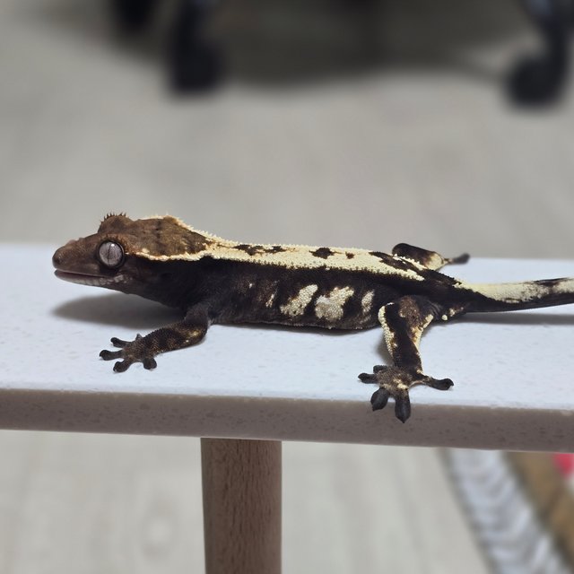 100%헷아잔틱 세이블