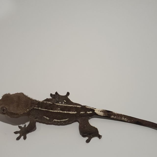 아잔틱