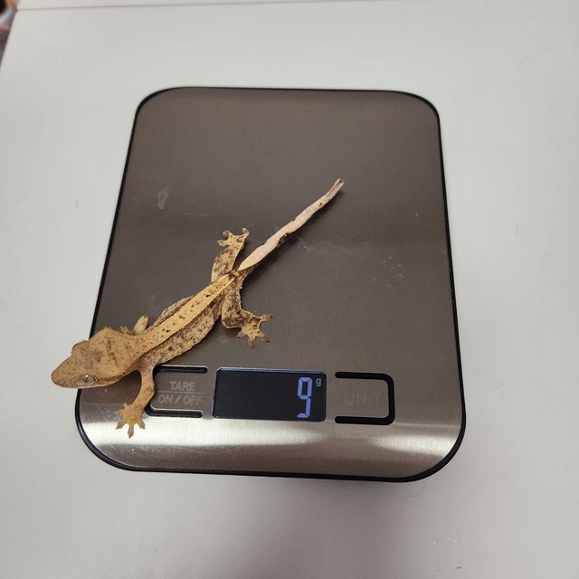 100%헷아잔틱