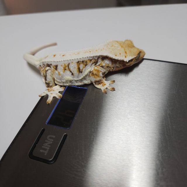 릴리화이트 트라이