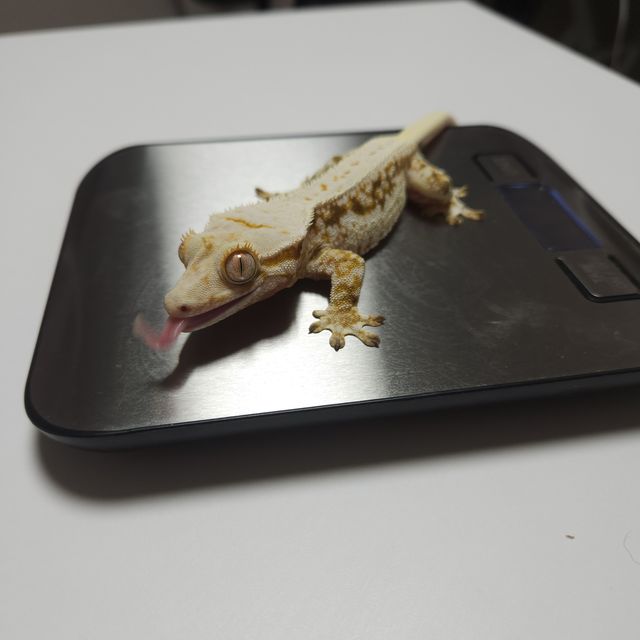 릴리화이트