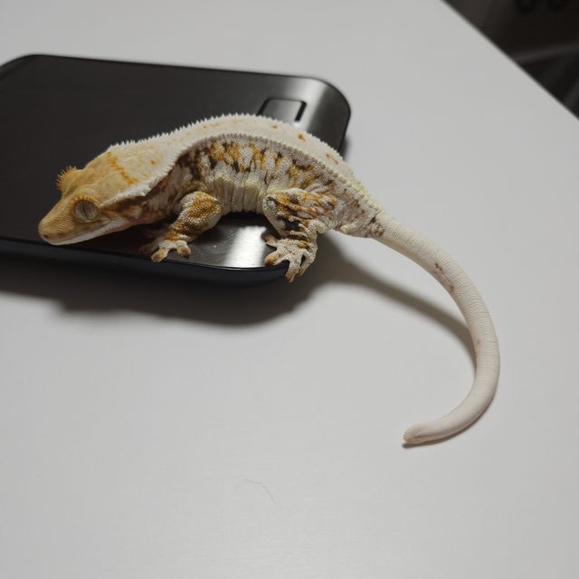 릴리화이트 트라이