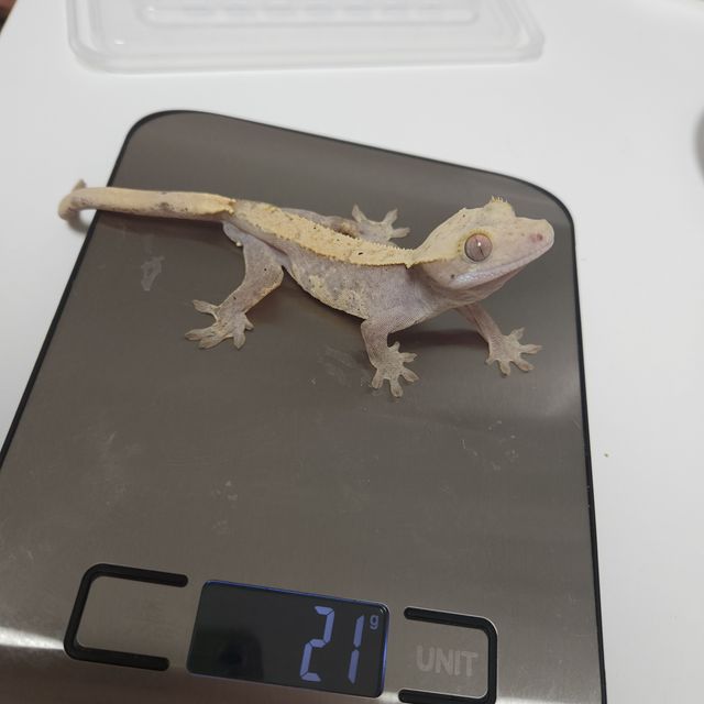 하이포