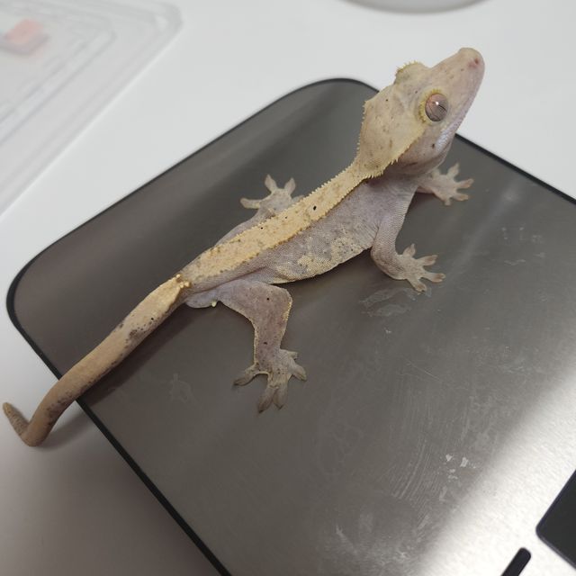 하이포