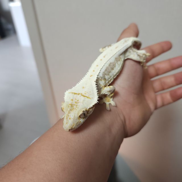 릴리100%헷아잔틱