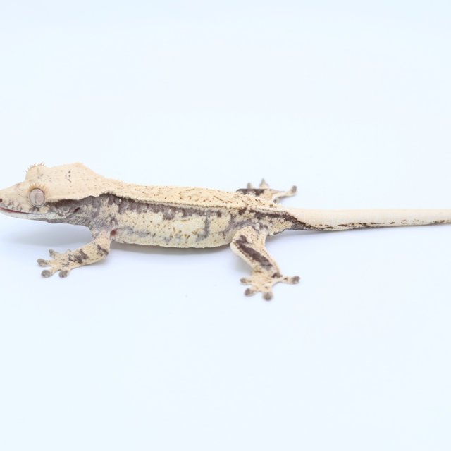 노멀 릴리화이트