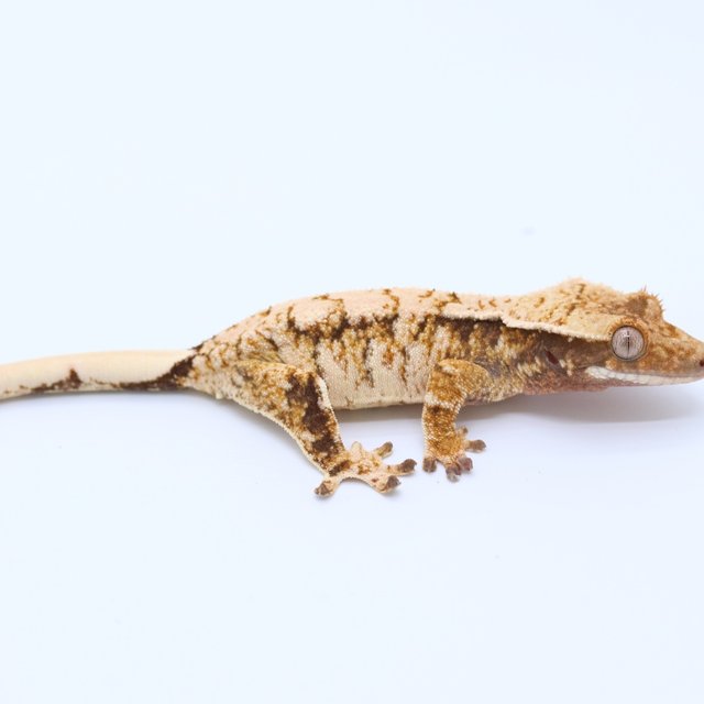 노멀 릴리화이트