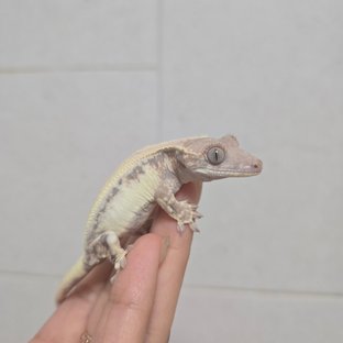릴리 세이블