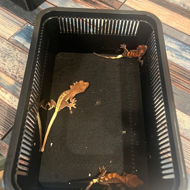 카푸치노