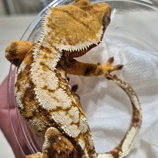 노멀 트라이 레드