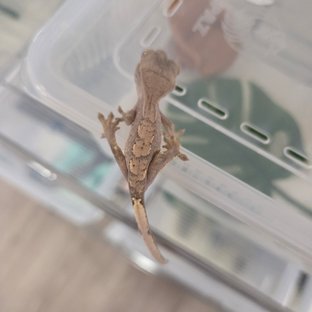 노멀 할리퀸 크림 옐로우