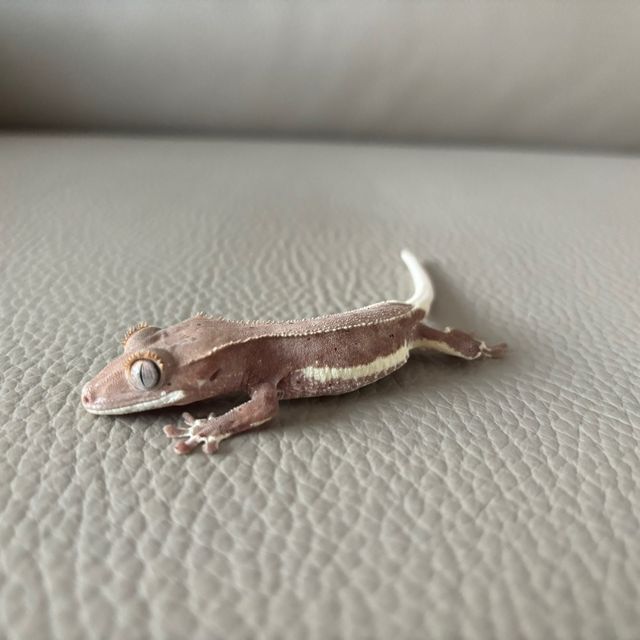 팬텀 릴리화이트