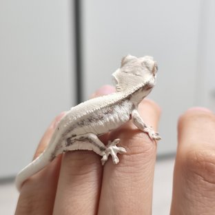 릴리 세이블 솔리드백