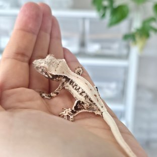 릴리화이트 풀핀