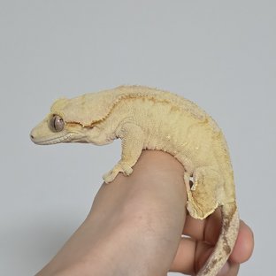 조이