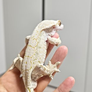 노멀 드리피 화이트스팟