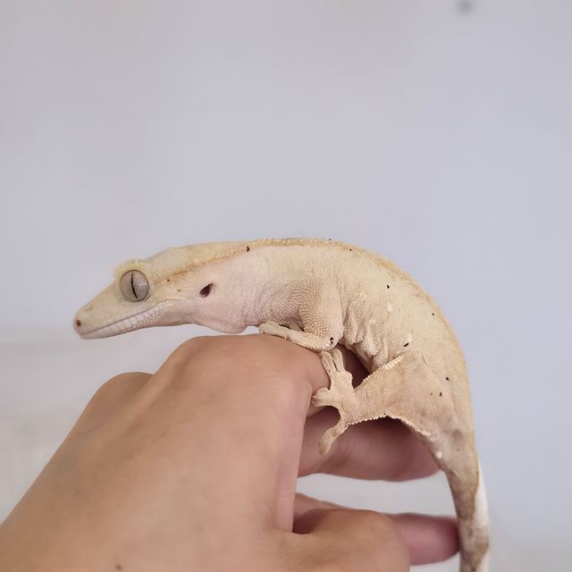 패턴리스 달마시안 크림