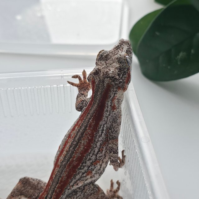 레드 스트라이프