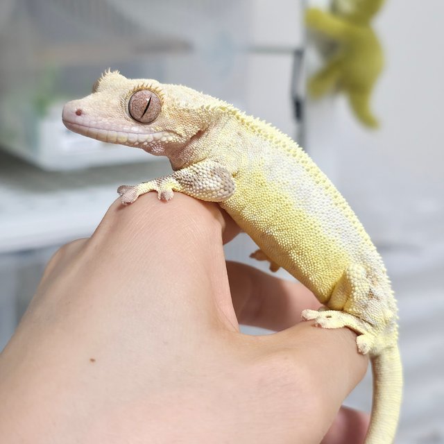 릴리화이트 솔리드백