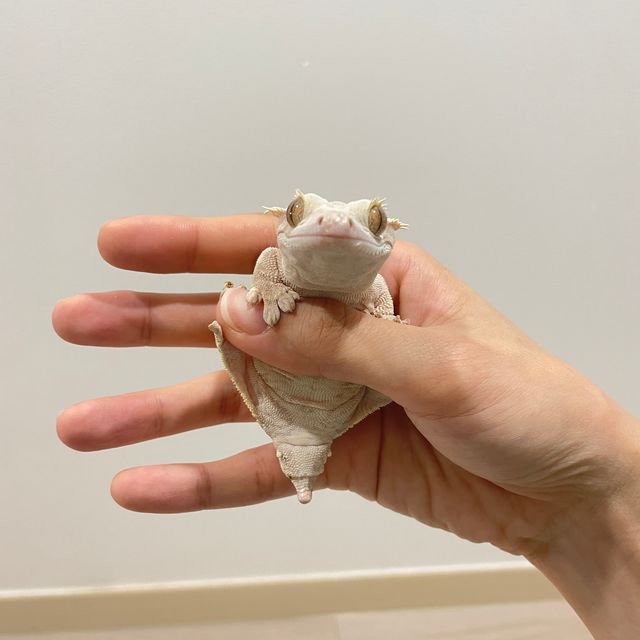 크림