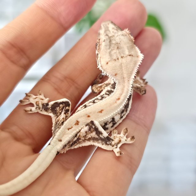 릴리화이트 풀핀