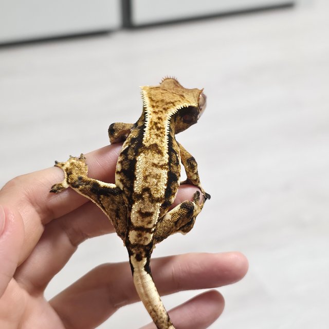 노멀 트라이 익스트림할리퀸