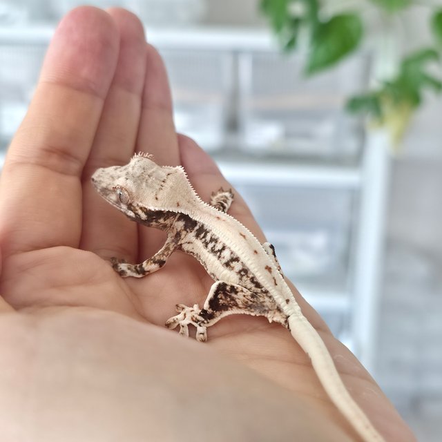 릴리화이트 풀핀