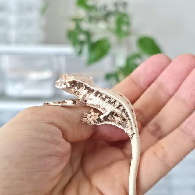 릴리화이트 풀핀